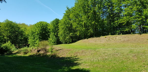 Trees on field against sky