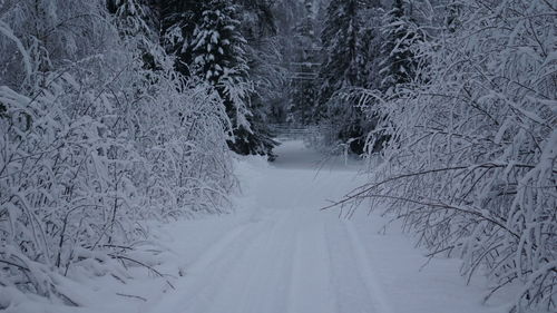 Snow covered road amidst trees in forest