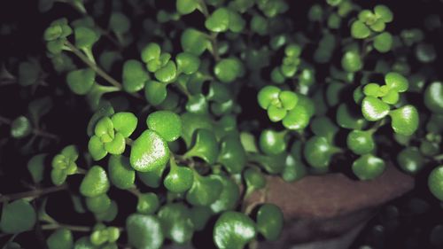 Close-up of fruits on plant