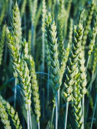 Close-up of crops growing on field