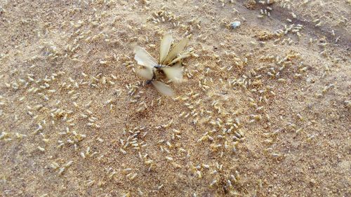 High angle view of crab on beach