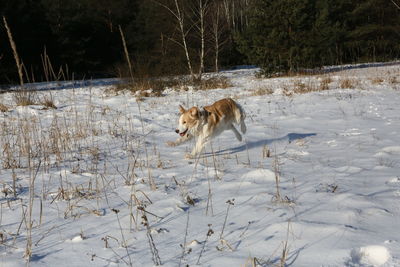 Dog on snow covered landscape