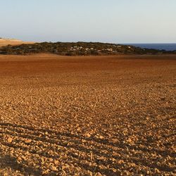 Scenic view of field against clear sky