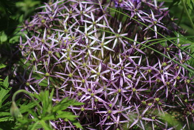 Full frame shot of flowering plants