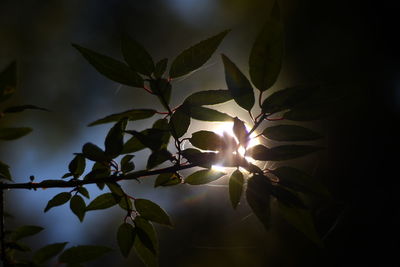 Close-up of plants against sunlight