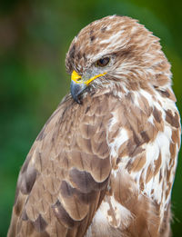 Close-up of eagle