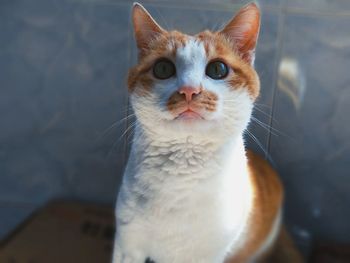 Close-up portrait of ginger cat