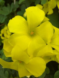 Close-up of yellow flowers blooming outdoors