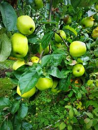 Close-up of apples on tree