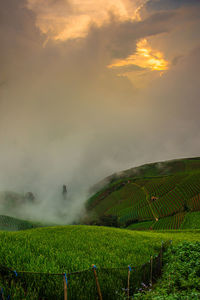 Scenic view of agricultural field against sky during sunset