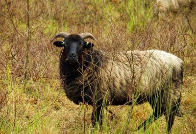 Ouessant sheep