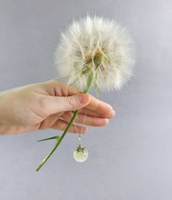 Close-up of hand holding dandelion against white background