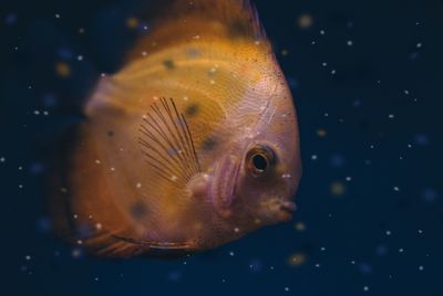 Close-up of fish swimming in water