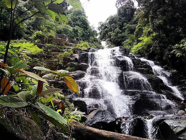 WATERFALL IN FOREST