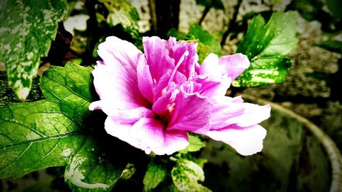 Close-up of pink flowers