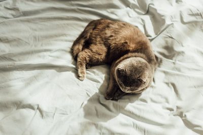 High angle view of cat sleeping on bed