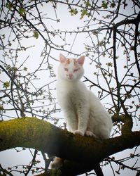 Low angle view of a cat on branch