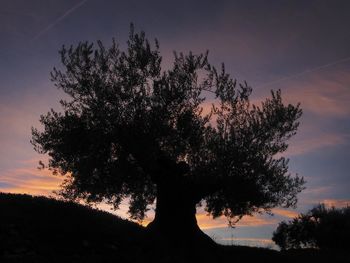 Low angle view of silhouette trees against sky at sunset