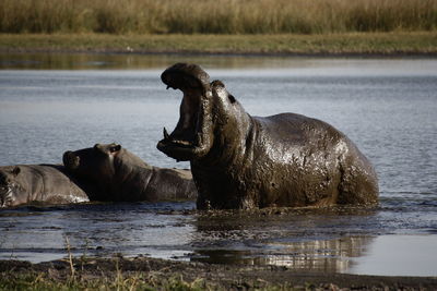 Hippopotamuses in lake