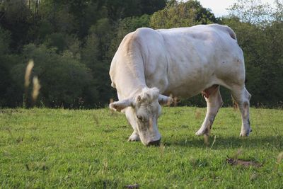 Cow grazing in a field