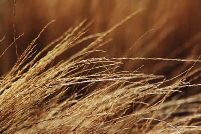 Close-up of wheat growing on field