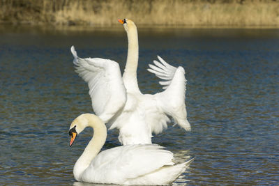 White birds in the lake