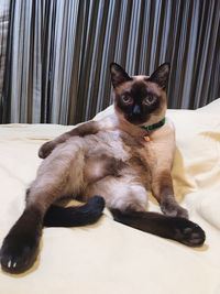Portrait of siamese cat sitting on bed at home