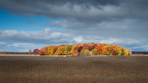 Trees on field against sky during autumn