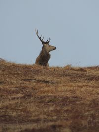 View of deer on field against sky