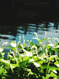 Plants growing in lake