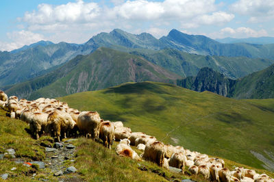 Flock of sheep grazing on grassy field