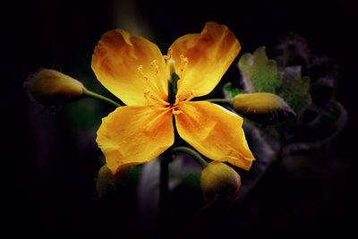 Close-up of yellow flowers blooming against black background