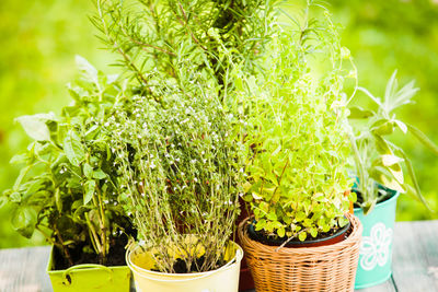 Close-up of potted plant in basket