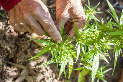 Close-up of hand holding leaf