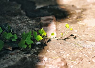 High angle view of small plant growing on field