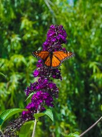 Close-up of butterfly on purple flower