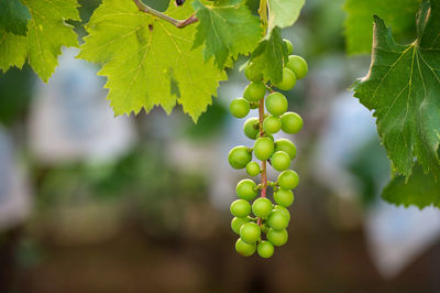 Close-up of grapes growing in vineyard