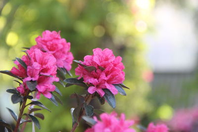 Close-up of pink flowering plant