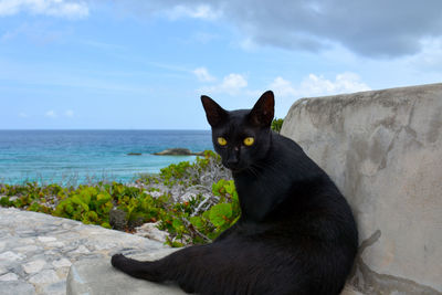 Portrait of black cat sitting by sea against sky