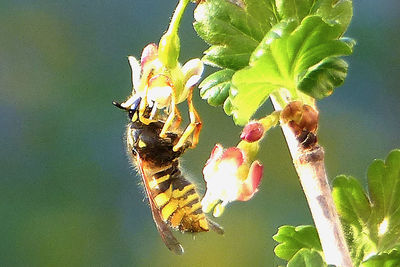 Close-up of bee perching on plant