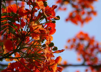 Close-up of leaves on tree