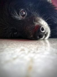 Close-up of black cat resting on floor