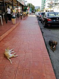 View of a dog on footpath in city