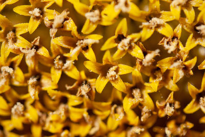 Close-up of yellow flowering plant