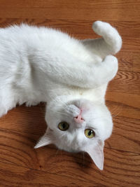 High angle view of cat lying on wooden floor