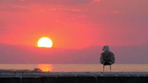 Bird perching on retaining wall against orange sky