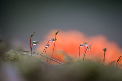 Close-up of flowers against blurred background