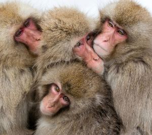 Portrait of monkeys in snow