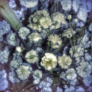 Close-up of white flowers