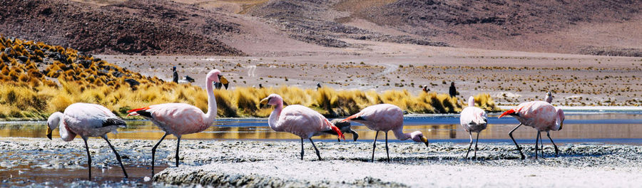 View of birds on landscape